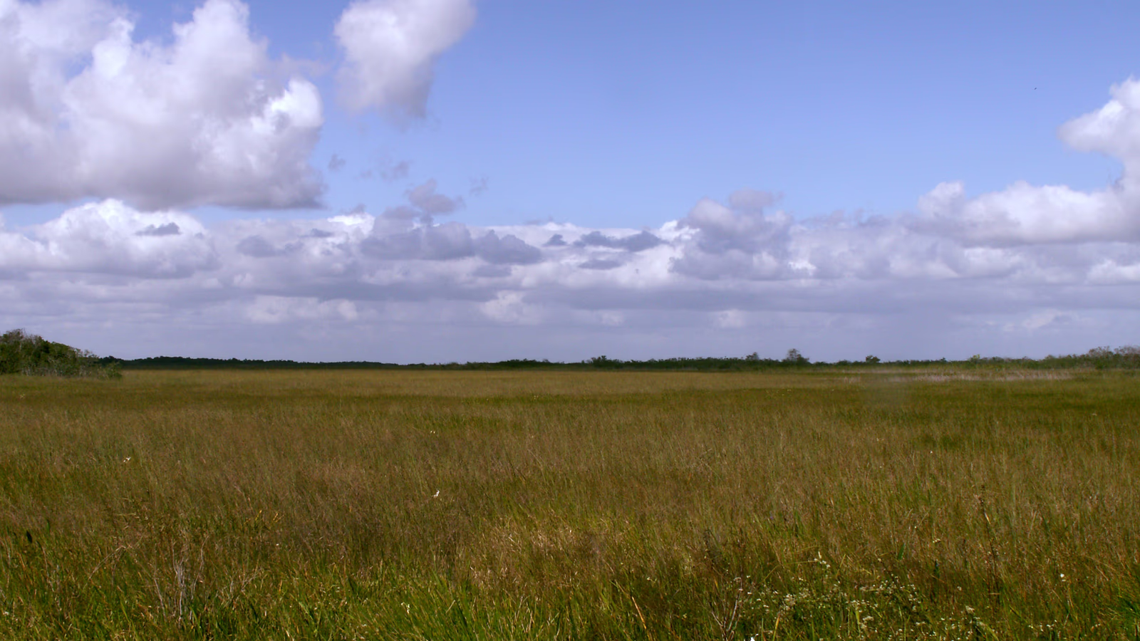 Septic system work in progress in a Miami-Dade residential yard